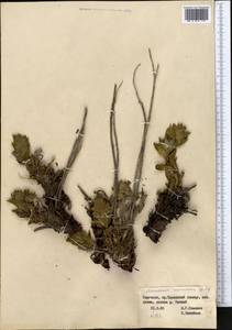 Arnebia ugamensis (Popov) Riedl, Middle Asia, Western Tian Shan & Karatau (M3) (Kyrgyzstan)