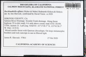 Bucklandiella affinis (Schleich. ex F. Weber & D. Mohr) Bedn.-Ochyra & Ochyra, Bryophytes, Bryophytes - America (BAm) (United States)