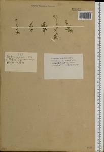 Draba nemorosa L., Siberia, Altai & Sayany Mountains (S2) (Russia)