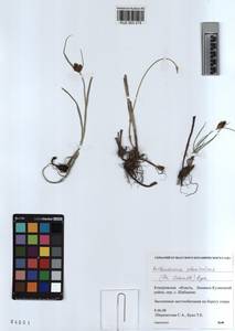 KUZ 003 275, Bolboschoenus planiculmis (F.Schmidt) T.V.Egorova, Siberia, Altai & Sayany Mountains (S2) (Russia)