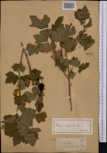 Ribes nigrum L., Middle Asia, Dzungarian Alatau & Tarbagatai (M5) (Kazakhstan)