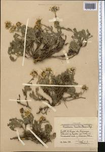 Waldheimia tomentosa (Decne.) Regel, Middle Asia, Western Tian Shan & Karatau (M3) (Uzbekistan)