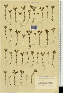 Cerastium ramosissimum Boiss., Crimea (KRYM) (Russia)