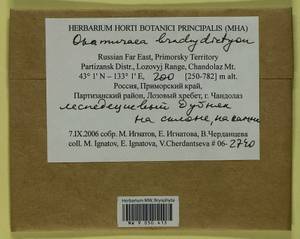 Okamuraea brachydictyon (Cardot) Nog., Bryophytes, Bryophytes - Russian Far East (excl. Chukotka & Kamchatka) (B20) (Russia)