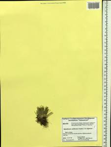 Trichophorum uniflorum (Trautv.) Karav., Siberia, Central Siberia (S3) (Russia)