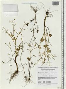 Ranunculus sceleratus L., Eastern Europe, Northern region (E1) (Russia)