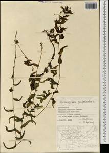 Potamogeton perfoliatus L., Mongolia (MONG) (Mongolia)