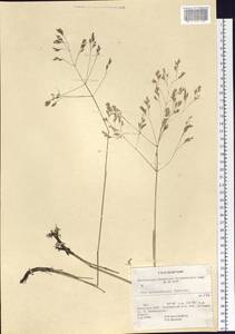 Arctopoa schischkinii (Tzvelev) Prob., Siberia, Baikal & Transbaikal region (S4) (Russia)