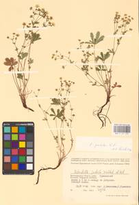 Potentilla patula Waldst. & Kit., Eastern Europe, Lower Volga region (E9) (Russia)