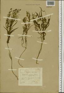 Cynanchum thesioides (Freyn) K. Schum., Siberia, Baikal & Transbaikal region (S4) (Russia)