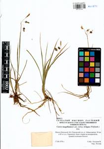 Carex magellanica Lam., Siberia, Western Siberia (S1) (Russia)