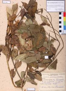Salix pseudopentandra (Flod.) Flod., Siberia, Altai & Sayany Mountains (S2) (Russia)