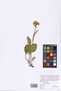Tephroseris integrifolia (L.) Holub, Eastern Europe, Northern region (E1) (Russia)