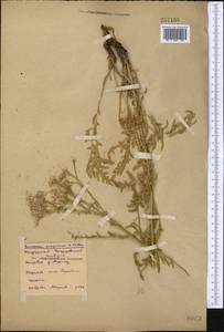 Saussurea turgaiensis B. Fedtsch., Middle Asia, Northern & Central Kazakhstan (M10) (Kazakhstan)