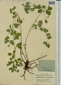 Medicago platycarpos (L.) Trautv., Siberia, Western Siberia (S1) (Russia)