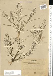 Eragrostis amurensis Prob., Eastern Europe, Central forest region (E5) (Russia)