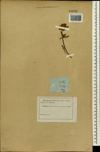 Pedicularis amoena Adams ex Steven, Siberia (no precise locality) (S0) (Russia)