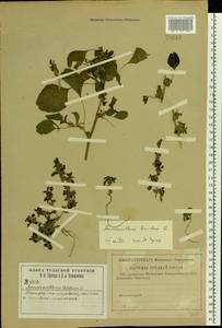 Amaranthus blitum L., Eastern Europe, Central region (E4) (Russia)