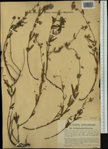 Helianthemum nummularium subsp. obscurum (Celak.) J. Holub, Western Europe (EUR) (Hungary)