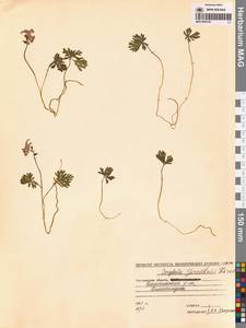 Corydalis gorodkovii Karav., Siberia, Chukotka & Kamchatka (S7) (Russia)