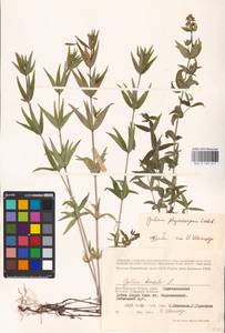 Galium rubioides L., Eastern Europe, Lower Volga region (E9) (Russia)
