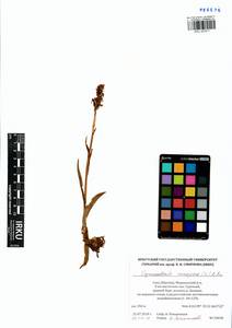 Gymnadenia conopsea (L.) R.Br., Siberia, Yakutia (S5) (Russia)