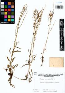 Rumex acetosella L., Siberia, Baikal & Transbaikal region (S4) (Russia)