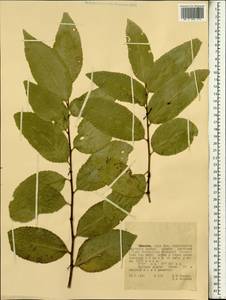 Magnoliopsida, Africa (AFR) (Ethiopia)
