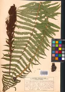 Matteuccia struthiopteris (L.) Tod., Eastern Europe, Moscow region (E4a) (Russia)