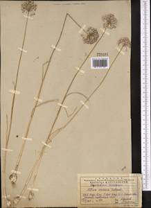 Allium caesium Schrenk, Middle Asia, Western Tian Shan & Karatau (M3) (Kazakhstan)