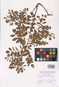 Glycyrrhiza glabra L., Eastern Europe, Lower Volga region (E9) (Russia)