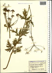 Eleutherospermum cicutarium (M. Bieb.) Boiss., Caucasus, Stavropol Krai, Karachay-Cherkessia & Kabardino-Balkaria (K1b) (Russia)