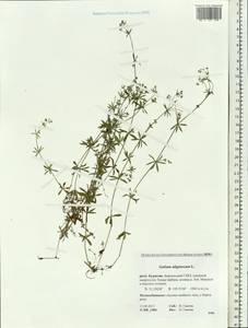 Galium uliginosum L., Siberia, Baikal & Transbaikal region (S4) (Russia)