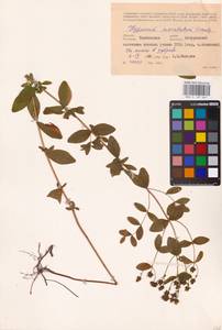 Hypericum maculatum Crantz, Eastern Europe, Central forest-and-steppe region (E6) (Russia)