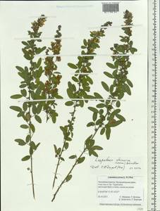 Lespedeza davurica (Laxm.)Schindl., Siberia, Baikal & Transbaikal region (S4) (Russia)