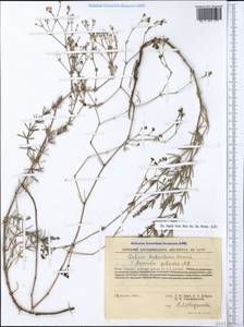 Cynanchica biebersteinii (V.I.Krecz.) P.Caputo & Del Guacchio, Crimea (KRYM) (Russia)