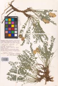 Astragalus physodes L., Eastern Europe, Lower Volga region (E9) (Russia)