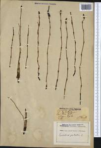 Equisetum palustre L., Western Europe (EUR) (Germany)
