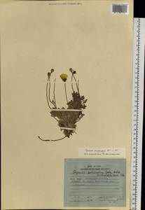 Oreomecon nudicaulis subsp. microcarpa (DC.) Grey-Wilson, Siberia, Chukotka & Kamchatka (S7) (Russia)