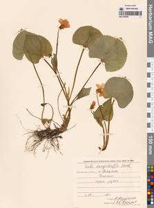 Viola langsdorfii (Regel) Fisch. ex Ging., Siberia, Russian Far East (S6) (Russia)