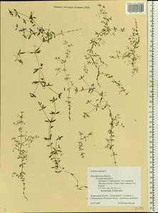 Galium trifidum L., Eastern Europe, North-Western region (E2) (Russia)