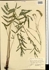 Poterium tenuifolium var. alba (Trautv. & C. A. Mey.), Mongolia (MONG) (Mongolia)