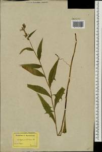 Lactuca sibirica (L.) Benth. ex Maxim., Eastern Europe, North-Western region (E2) (Russia)