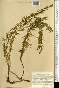 Artemisia dracunculus var. changaica (Krasch.) Y. R. Ling, Mongolia (MONG) (Mongolia)