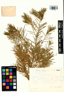 Abies sibirica Ledeb., Siberia, Baikal & Transbaikal region (S4) (Russia)