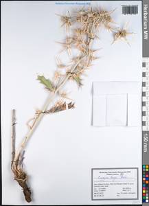 Eryngium bungei Boiss., South Asia, South Asia (Asia outside ex-Soviet states and Mongolia) (ASIA) (Iran)