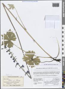 Delphinium, Siberia, Altai & Sayany Mountains (S2) (Russia)