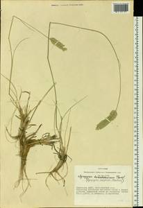 Agropyron cristatum (L.) Gaertn., Siberia, Altai & Sayany Mountains (S2) (Russia)