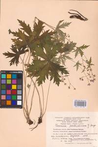 Geranium pseudosibiricum J. Mayer, Eastern Europe, Eastern region (E10) (Russia)