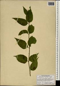 Leycesteria formosa Wall., South Asia, South Asia (Asia outside ex-Soviet states and Mongolia) (ASIA) (China)